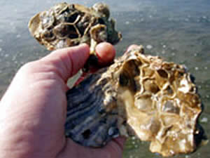 oyster