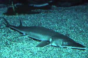 pallid sturgeon