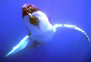 paul mila humpback tonga