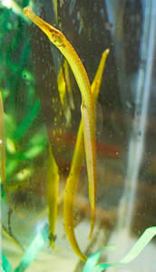 pipefish