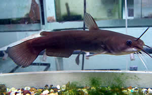 poisonous catfish