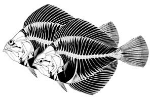 primitive flatfish Amphistium