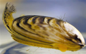 quagga mussel