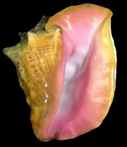 queen conch