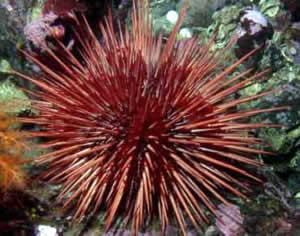 red sea urchin