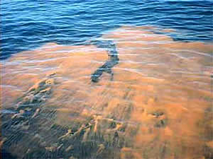 red tide