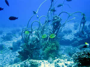 reef debris hawaii