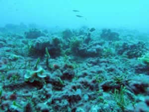 reef slime