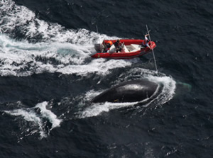 right whale entanglement sedation woods hole