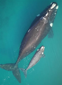 right whale feeding