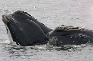 right whales NOAA