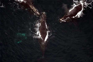 right whales NOAA maine breeding Ground