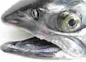 salmonhead