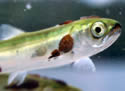 salmonlice