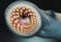sealamprey