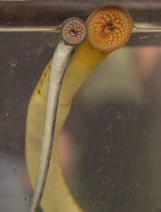 sea lampreys