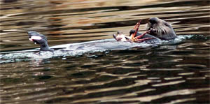 sea otter pollution