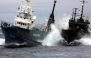 sea shepherd bob barker collions yushin maru