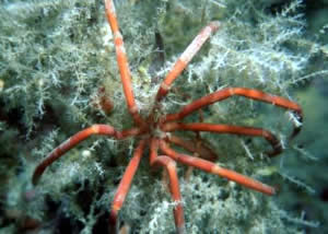 sea spider antarctica