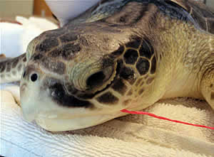 sea turtle balloon swallow