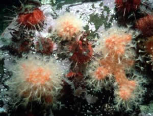 sea urchins