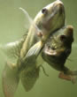 siamesefishjoined