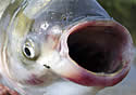 silvercarp