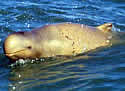 snubfindolphin