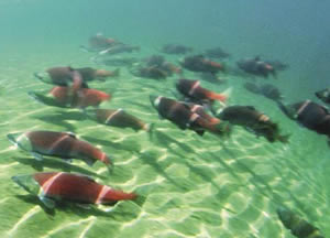 sockeye salmon NOAA