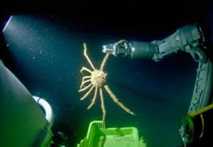 spider crab gulf of california