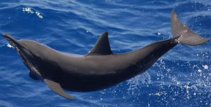 spinner dolphin