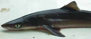 spiny dogfish