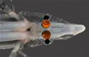 spookfishmirrors