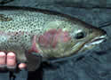 steelheadtrout