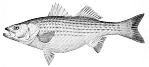 striped bass NOAA