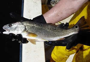 subadult red drum