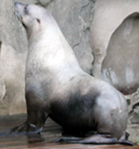 tag steller sea lion vancouver