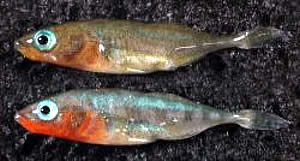 three spined sticklebacks