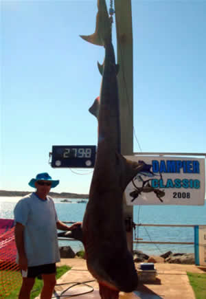 tiger shark western australia