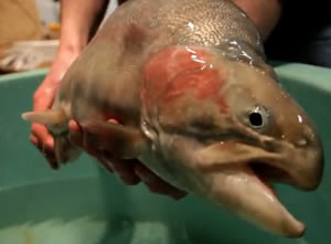 transgenic rainbow trout