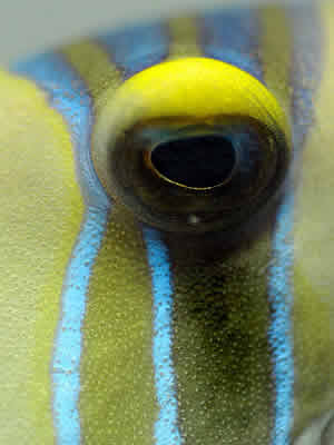 triggerfish eye