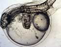 two-headedfishembryo