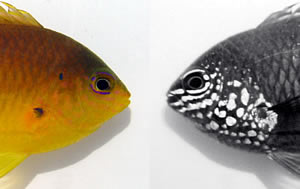 ultraviolet markings damselfish