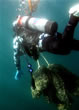 underwaternetdiverscatalina