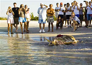 vicki lee swimming away mote satellite