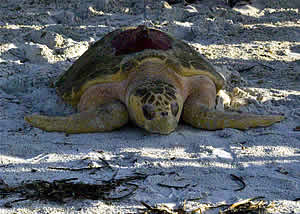 vicki loggerhead sea turlte