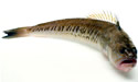 weeverfish