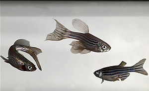 zebrafish
