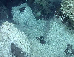 Antarctic vents crabs Kiwa