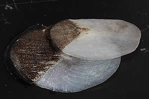 Arapaima scales